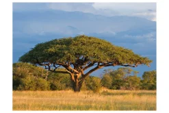 Fototapet African Akacia Tree Hwange National Park 250x193