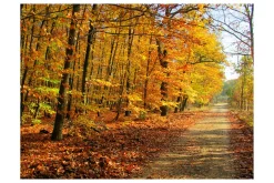 Fototapet Beech Forest 350x270