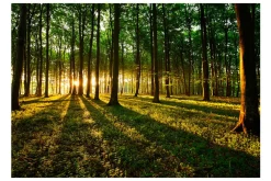Fototapet Mystical Morning 350x245