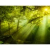 Fototapet XXL In A Secret Forest II 500x280