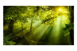 Fototapet XXL In A Secret Forest II 500x280