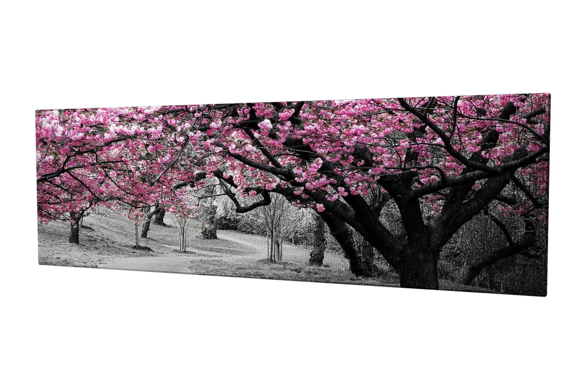 Lerretsbilde 80x30 cm - Blomstrende kirsebærtrær i svart-hvitt landskap