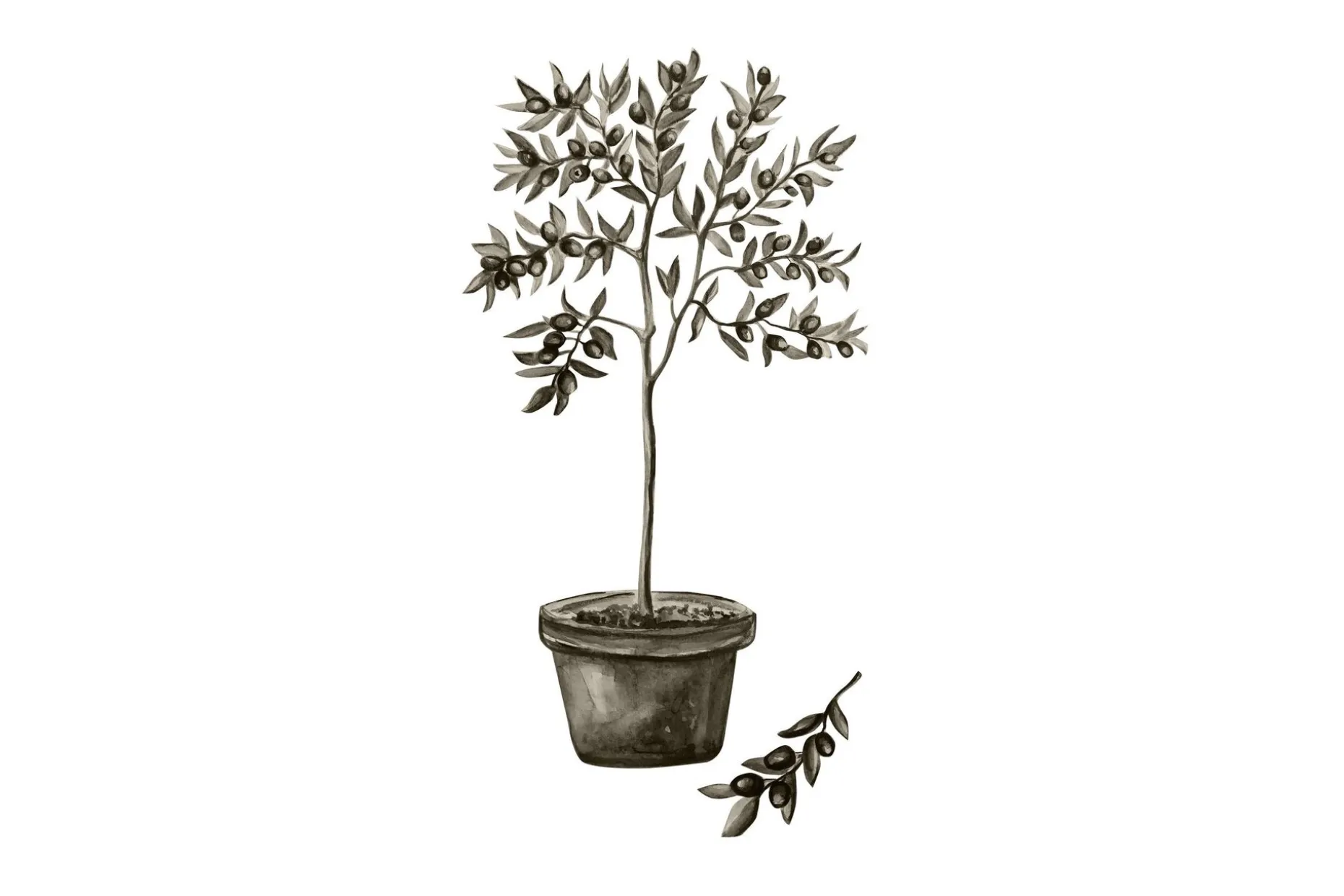 Poster Olive 50x70 cm