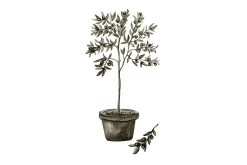 Poster Olive 70x100 cm