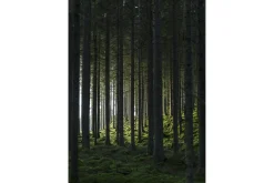 Poster Woods 50x70 cm