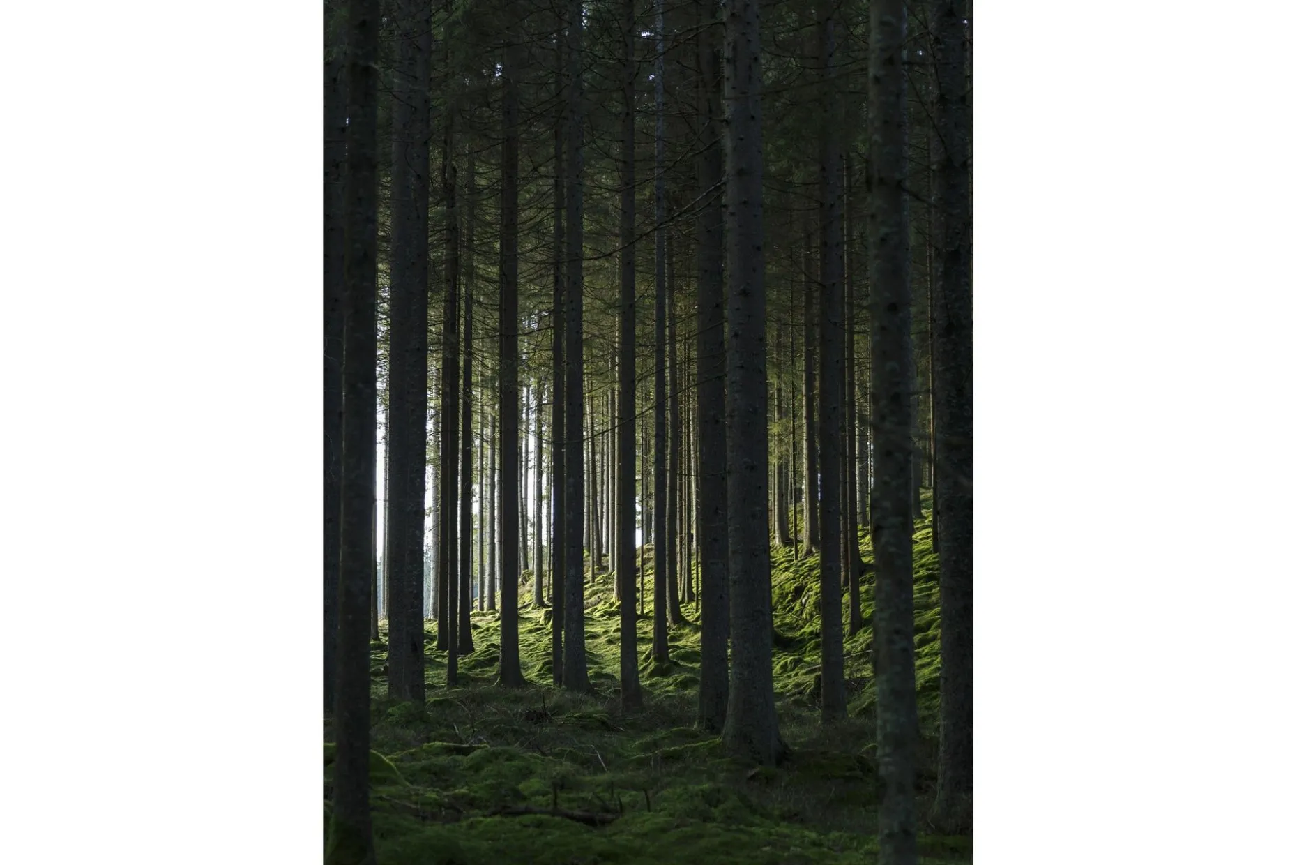 Poster Woods 50x70 cm