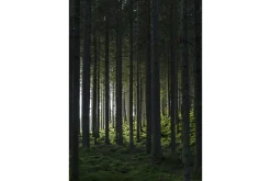 Poster Woods 70x100 cm