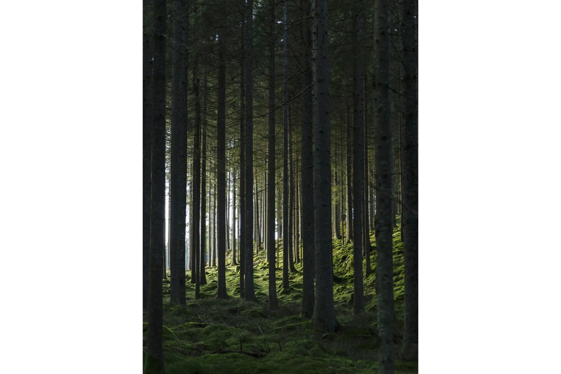Poster Woods 70x100 cm