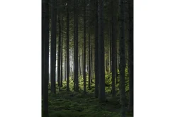 Poster Woods 30x40 cm